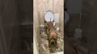 dog pees like a boss #asmr #dog #cutedog