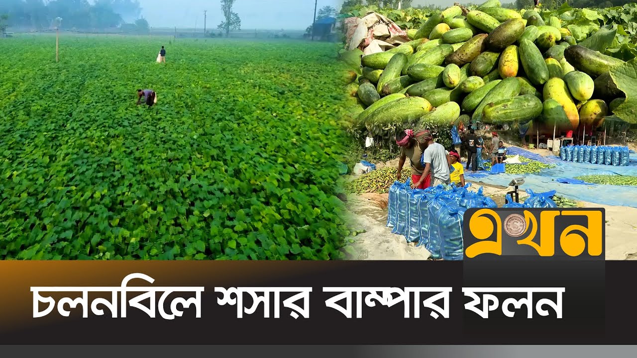 প্রতিদিন অর্ধকোটি টাকার শসা বেচাকেনা | Agriculture News | Sirajganj | Cucumber Cultivation |Ekhon TV