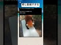 可愛すぎるwww #かわいい #レッサーパンダ #動物 #shorts #いやし