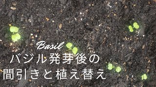 ハーブvol 10 バジル発芽後の間引きと植え替え Youtube