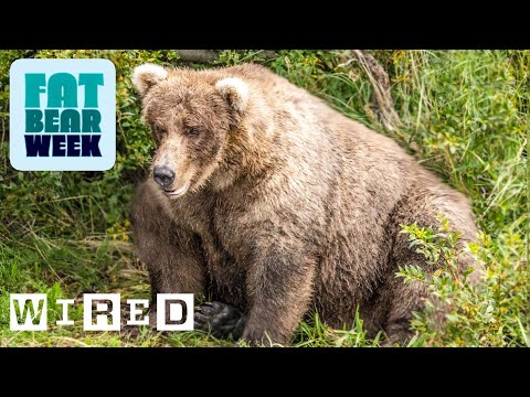 Fat Bear = Good Bear | WIRED