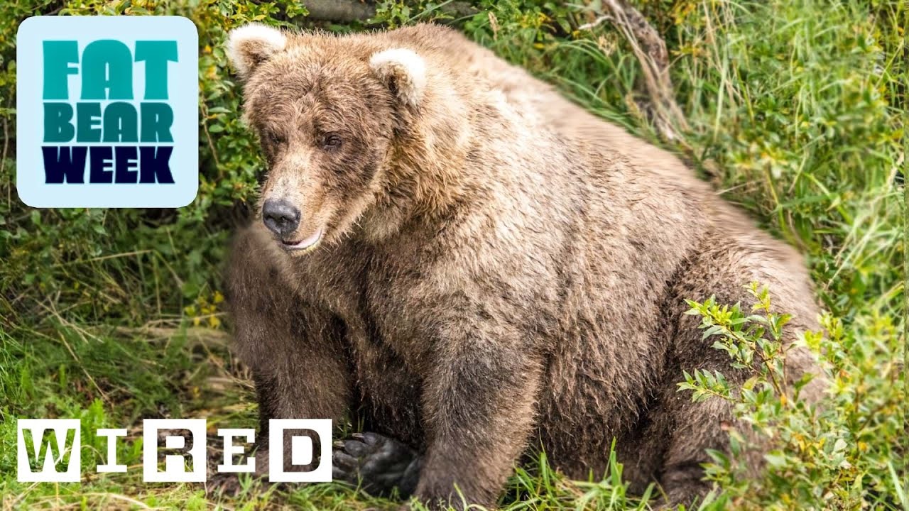 How Fat Bears Bulk Up To Hibernate (And Why We Love To See It) | WIRED