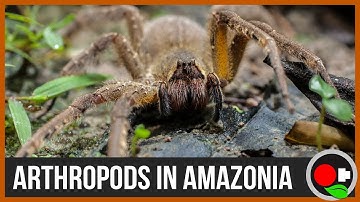 Epic Amazonian Arthropod Hunt - Finding Bugs in Peruvian Homes
