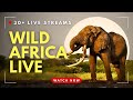 Wild Africa Live!  24/7 Safari Cam | Watch Lions, Elephants & More