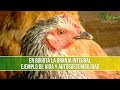 Granja Integral Ejemplo de Vida y Autosostenibilidad- TvAgro por Juan Gonzalo Angel