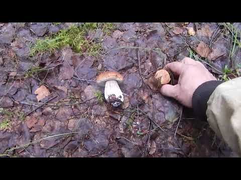видео: По грибы и не только