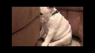 面白い犬と猫のビデオを見ているときは笑わないでください。 2019年の面白い動物 #516