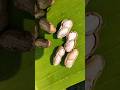அவித்த வேர்கடலை | Peanut | #uzhavanvanam
