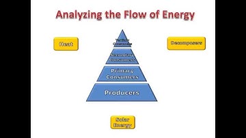Ecological Pyramids and the Flow of Energy