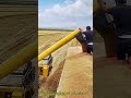 コンバインハーベスターでトレーラーに穀物を積載する方法 #works #farming #machinery #grain #turkey