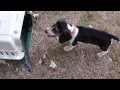Beagle puppies running for the first time. Beagle puppies running for the first time.