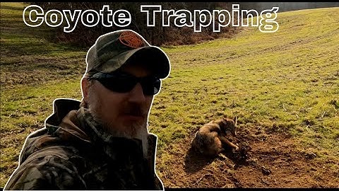 Catching Coyotes, They just can’t resist the T-bone.🥩#coyote