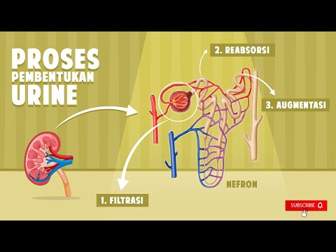 Video: Apakah urin itu terbentuk?