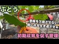 ぶどうの初期成育を促す管理〜弱った樹を元気に!鉢植えぶどうで解説〜2026-05-04