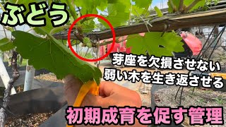 ぶどうの初期成育を促す管理〜弱った樹を元気に！鉢植えぶどうで解説〜2026-05-04