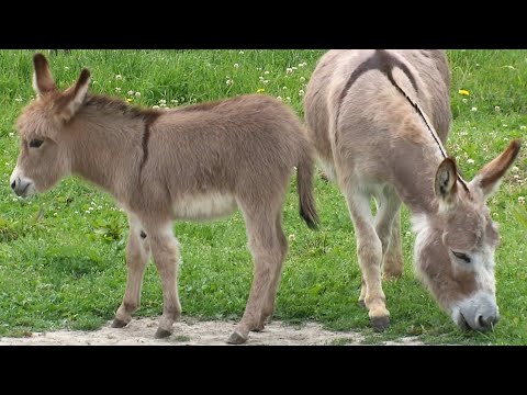Video: Prečo Donkeys Make Excellent Pets