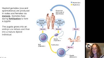 Lecture 23 Reproductive