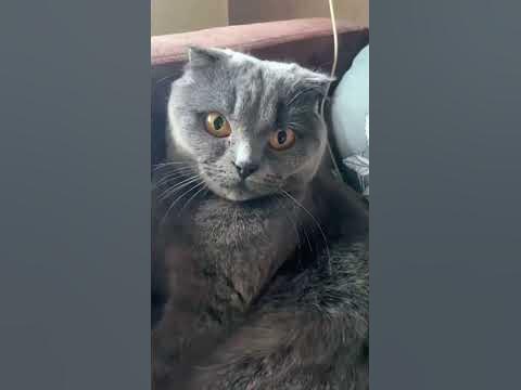 Котики-маленькие котики-Мила - YouTube