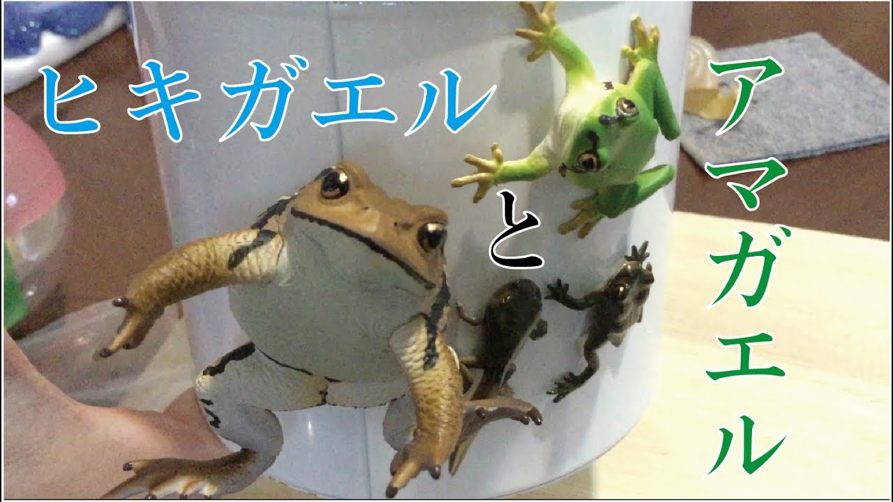 ヒキガエル と アマガエル ガチャ