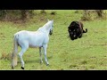 When Animals Messed With The Wrong Opponent