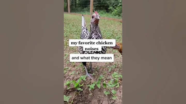 chicken noises and what they mean❤