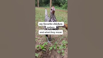 chicken noises and what they mean❤