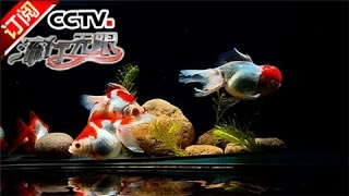 [Infinite Pop] 20160611 | CCTV-4