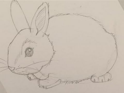 How To Draw A Baby Bunny - YouTube