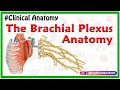 The Brachial Plexus Anatomy USMLE: Roots, Trunks, Divisions, Cords, Branches, Clinical anatomy