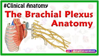 The Brachial Plexus Anatomy USMLE: Roots, Trunks, Divisions, Cords, Branches, Clinical anatomy