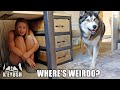 Hiding From My Dog In A GIANT BOX! He SMACKS it!