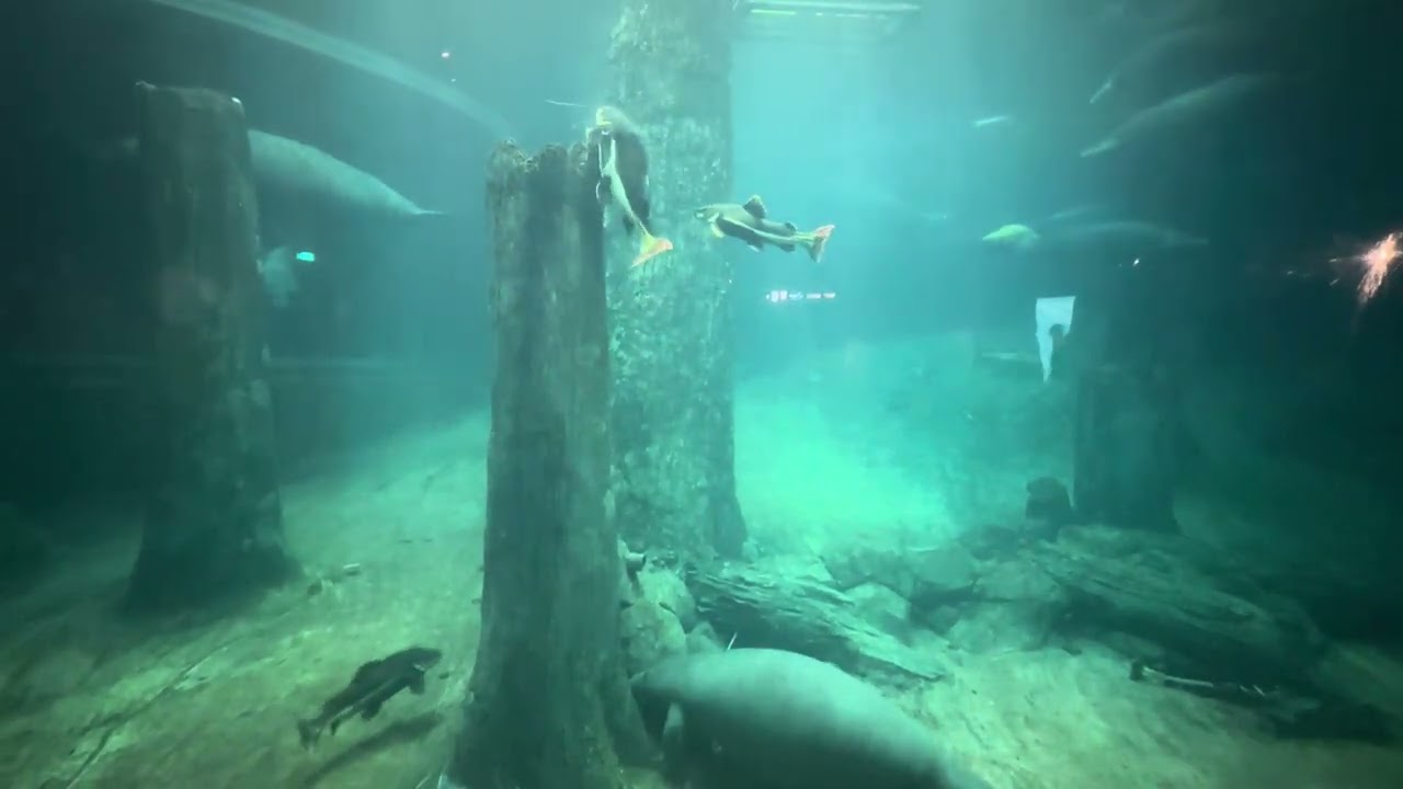 My Lovely Redtail Catfish