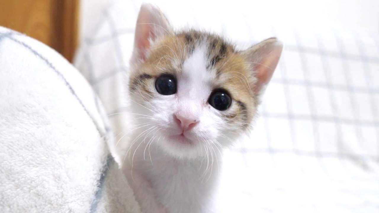 お膝で甘えたい子猫はこんな顔をします【赤ちゃん猫　保護猫】