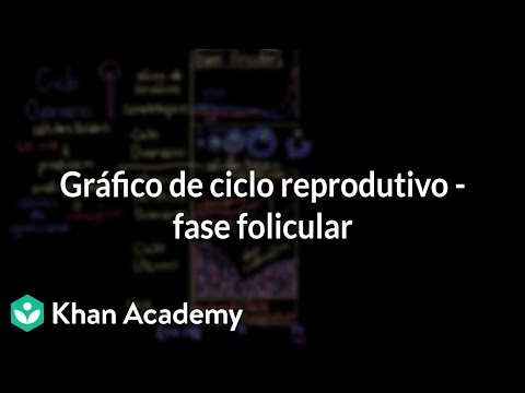 Vídeo: Durante a fase folicular as células da granulosa secretam?