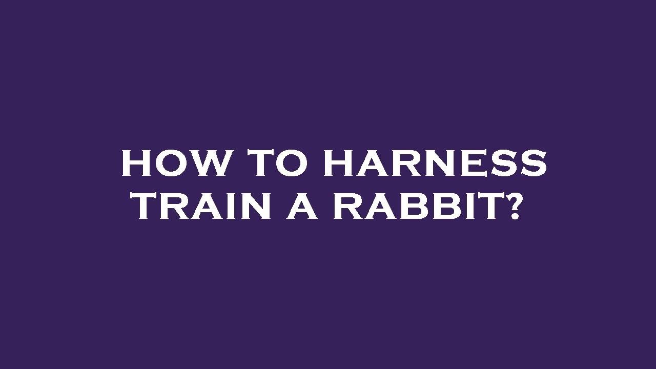 How to harness train a rabbit?