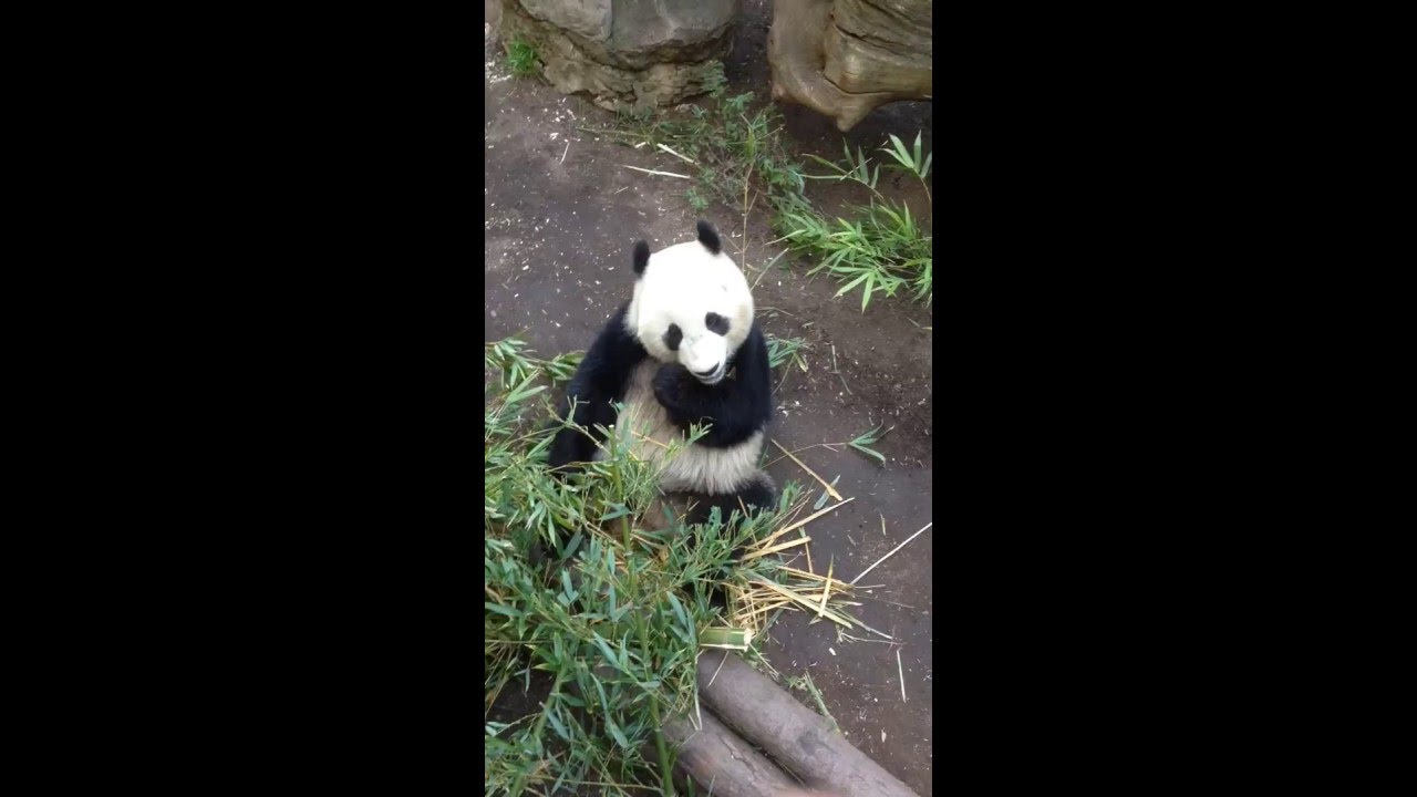 Panda Double Fisting Bamboo Eating Party ! pandas merge