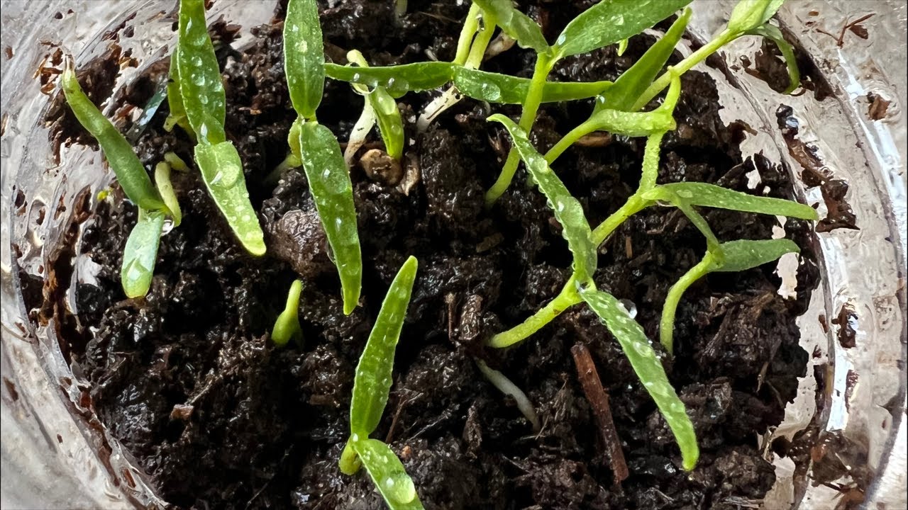 ¡Cómo sembrar chiles en su cocina!