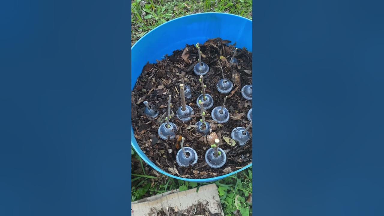 Rooting Cuttings In Wood Chips Experiment...central Florida Zone 9B