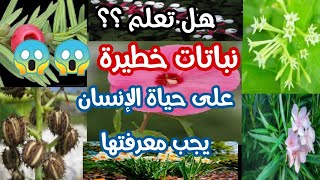 هل كنت تعلم؟ 7 نباتات خطيرة ?? على حياة الإنسان يجب معرفتها و الحذر منها 