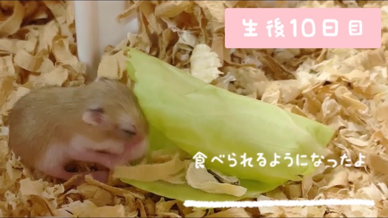 ロボロフスキーハムスターの赤ちゃん୨୧生後10日目୨୧餌が食べられる
