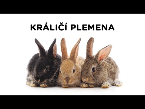 Video: Profil plemene králíka: Lionheads