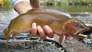 Wet Wading Setup & Cutthroats on HOPPERS! screenshot 5