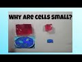 Cell Size and Efficiency Through Diffusion Experiments