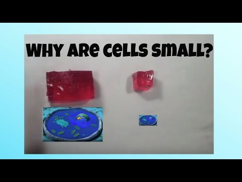 Video: Varför ska celler vara små?