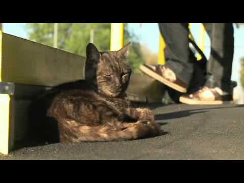 Graeme the cat gains rock star status on the Hurstbridge line   Adelaide Now