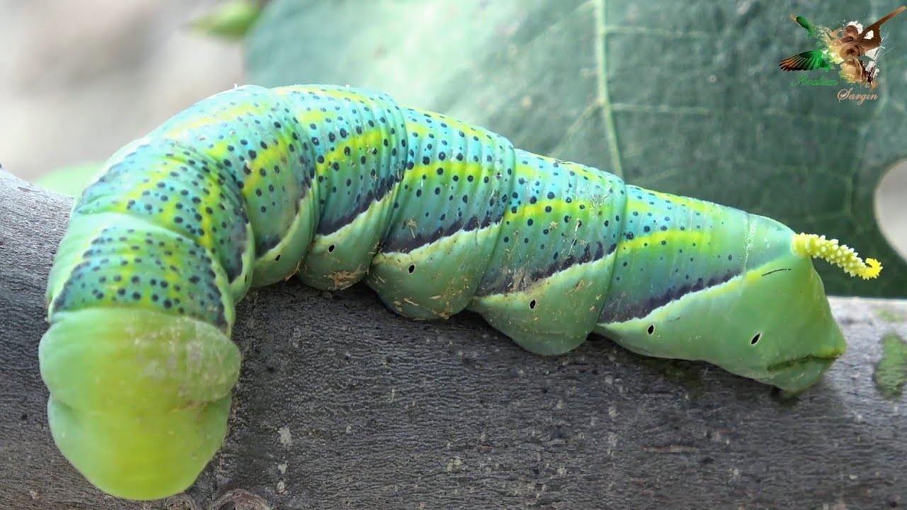 Güve tırtılı 🐛 - YouTube