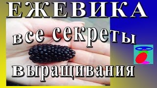 Ежевика. Описание. Посадка и уход.(Ежевика садовая недостаточно известное растение для садоводов. Все секреты выращивания ежевики в одном..., 2016-05-18T15:19:23.000Z)