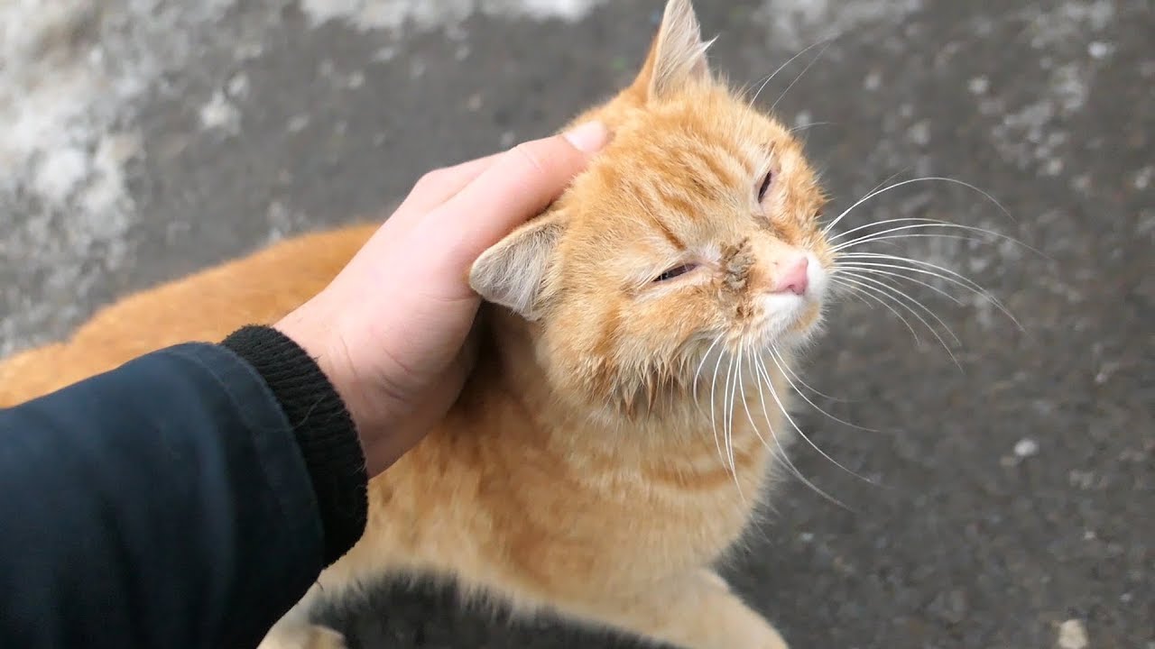  Hungry cat  he so hungry  YouTube