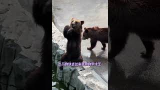 当马遇到多才多艺的棕熊时