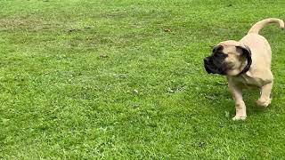 IMG 2551
